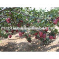 Red Delicious from China West High Land